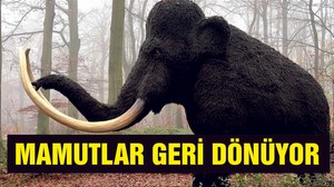 ‘Mamutları yeniden hayata döndürme yolunda önemli adım’