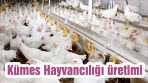 Kümes Hayvancılığı üretimi