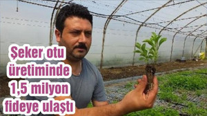Şeker otu üretiminde 1,5 milyon fideye ulaştı