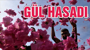 ‘Güller diyarı’nda hasat zamanı