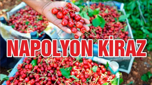 ‘Napolyon kirazı’na yoğun ilgi