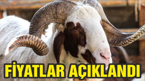 Küçükbaş kurbanlıkların kilogram fiyatı ortalama 23 lira