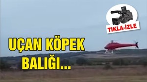 UÇAN KÖPEK BALIĞI