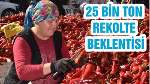25 BİN TON REKOLTE BEKLENTİSİ