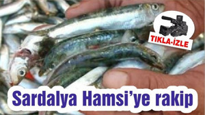 Sardalya Hamsi'ye rakip