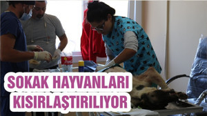 SOKAK HAYVANLARI KISIRLAŞTIRILIYOR