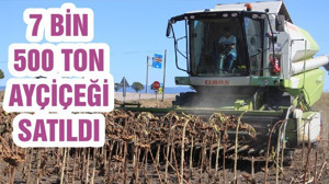 7 BİN 500 TON AYÇİÇEĞİ SATILDI