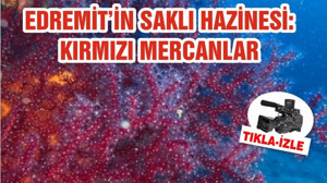 EDREMİT’İN SAKLI HAZİNESİ: KIRMIZI MERCANLAR