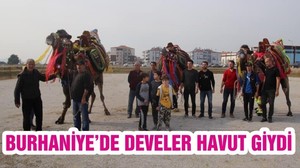 BURHANİYE’DE DEVELER HAVUT GİYDİ