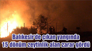 Balıkesir'de çıkan yangında 15 dönüm zeytinlik alan zarar gördü