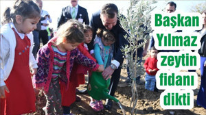 Başkan Yılmaz zeytin fidanı dikti