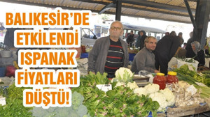 BALIKESİR’DE ETKİLENDİ ISPANAK FİYATLARI DÜŞTÜ!