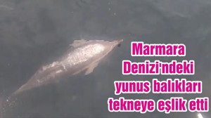 Marmara Denizi'ndeki yunus balıkları tekneye eşlik etti