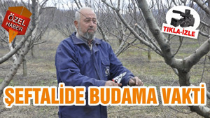 ŞEFTALİDE BUDAMA VAKTİ