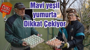 Mavi yeşil yumurta Dikkat Çekiyor
