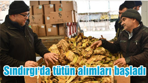 Sındırgı'da tütün alımları başladı