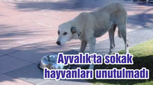 Ayvalık'ta sokak hayvanları unutulmadı