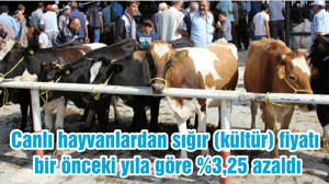 Canlı hayvanlardan sığır (kültür) fiyatı bir önceki yıla göre %3,25 azaldı