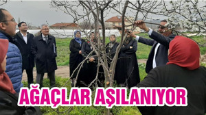 AĞAÇLAR AŞILANIYOR