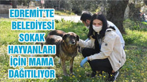 EDREMİT’TE BELEDİYESİ SOKAK HAYVANLARI İÇİN MAMA DAĞITILIYOR