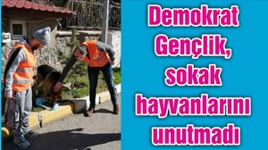 Demokrat Gençlik, sokak hayvanlarını unutmadı