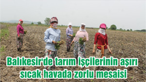 Balıkesir'de tarım işçilerinin aşırı sıcak havada zorlu mesaisi