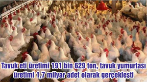 Tavuk eti üretimi 191 bin 629 ton, tavuk yumurtası üretimi 1,7 milyar adet olarak gerçekleşti