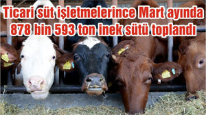 Ticari süt işletmelerince Mart ayında 878 bin 593 ton inek sütü toplandı