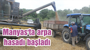 Manyas'ta arpa hasadı başladı
