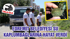 EDREMİT BELEDİYESİ SU KAPLUMBAĞLARINA HAYAT VERDİ