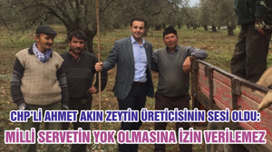 CHP’Lİ AHMET AKIN ZEYTİN ÜRETİCİSİNİN SESİ OLDU: MİLLİ SERVETİN YOK OLMASINA İZİN VERİLEMEZ