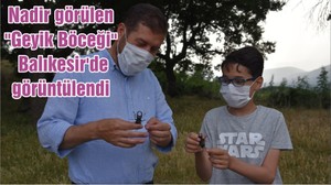Nadir görülen "Geyik Böceği" Balıkesir'de görüntülendi
