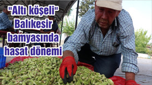 "Altı köşeli" Balıkesir bamyasında hasat dönemi