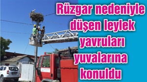 Rüzgar nedeniyle düşen leylek yavruları yuvalarına konuldu