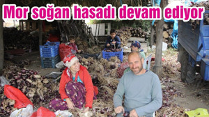 Mor soğan hasadı devam ediyor