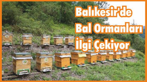 Balıkesir’de Bal Ormanları İlgi Çekiyor