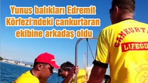 Yunus balıkları Edremit Körfezi'ndeki cankurtaran ekibine arkadaş oldu