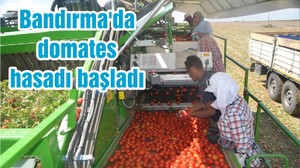 Bandırma'da domates hasadı başladı