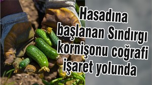Hasadına başlanan Sındırgı kornişonu coğrafi işaret yolunda