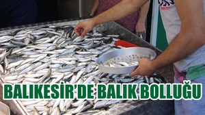 BALIKESİR’DE BALIK BOLLUĞU
