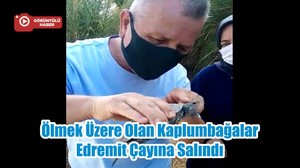 Ölmek Üzere Olan Kaplumbağalar Edremit Çayına Salındı