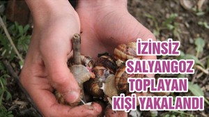 İZİNSİZ SALYANGOZ TOPLAYAN KİŞİ YAKALANDI