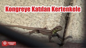 Kongreye Katılan Kertenkele