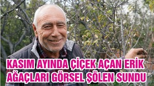 KASIM AYINDA ÇİÇEK AÇAN ERİK AĞAÇLARI GÖRSEL ŞÖLEN SUNDU