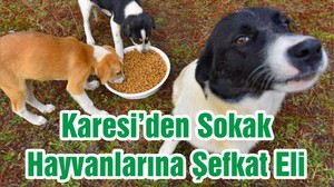 Karesi’den Sokak Hayvanlarına Şefkat Eli