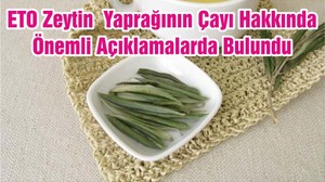 ETO Zeytin Yaprağının Çayı Hakkında Önemli Açıklamalarda Bulundu