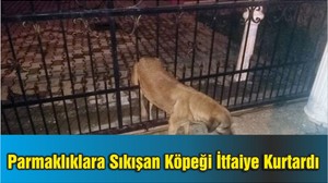 Demir Parmaklıklara Sıkışan Köpeği İtfaiye Kurtardı