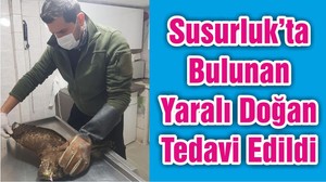 Susurluk’ta Bulunan Yaralı Doğan Tedavi Edildi