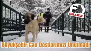 Büyükşehir Can Dostlarımızı Unutmadı