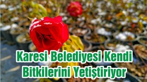 Karesi Belediyesi Kendi Bitkilerini Yetiştiriyor
